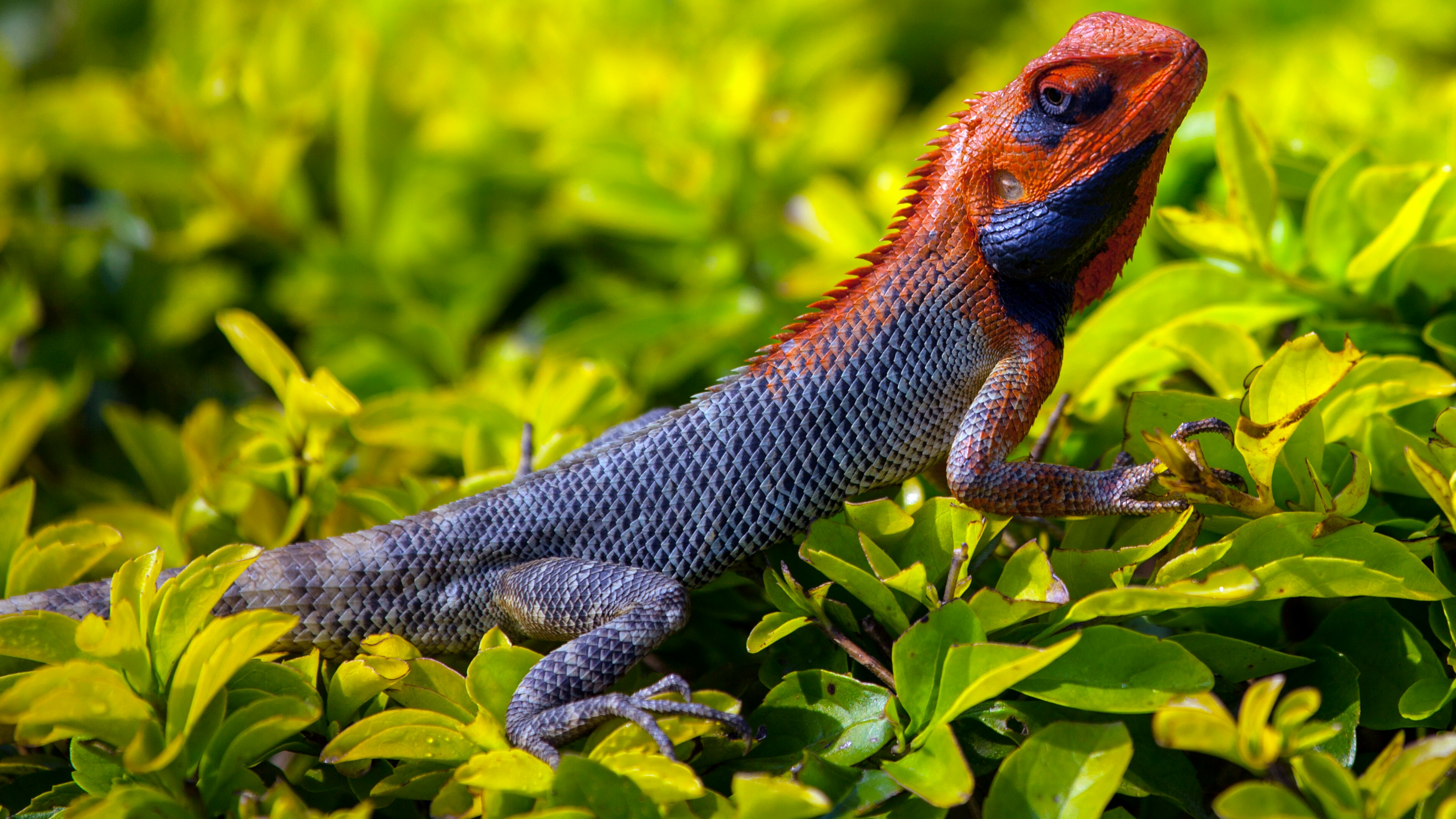 orange and gray Iguana standing on plant